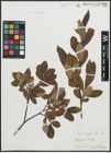 Foto von Salix appendiculata Vill.